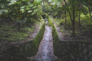Ormanın güzel manzarası