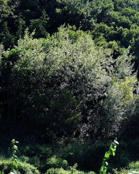 Ormandaki ağaçlar, bitki örtüsü