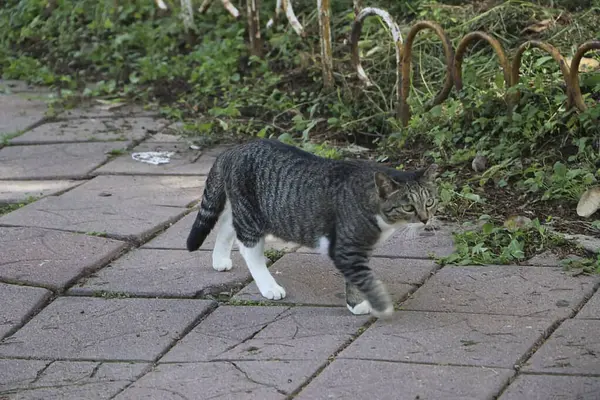 Gri kedi kaldırımda yürüyor