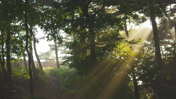Ağaçların ve yeşil yaprakların arasından güneş ışınları. güzel doğa arkaplanı.