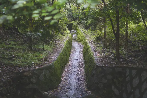 Ormanın güzel manzarası