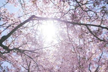 Bahçede güzel bahar çiçekleri