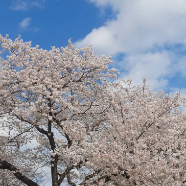 Tokyo 'da Kiraz Çiçeği