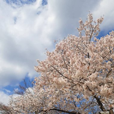 Japonya 'da kiraz çiçekleri, Tokyo