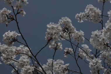 Bahçede güzel bahar çiçekleri