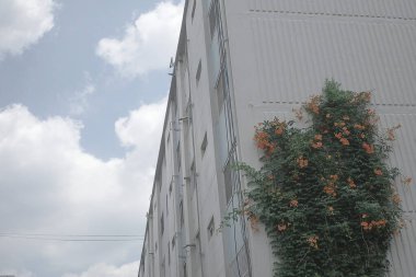 Bahçedeki güzel çiçekler