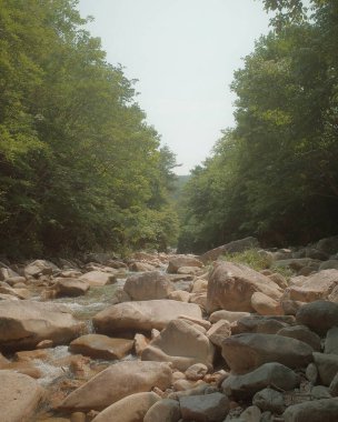 Ormanda güzel bir şelale