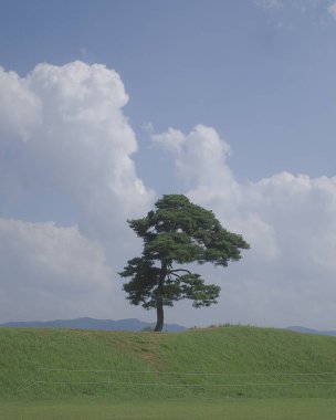 Ormanın güzel manzarası