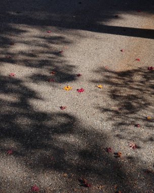 Parkta sonbahar yaprakları