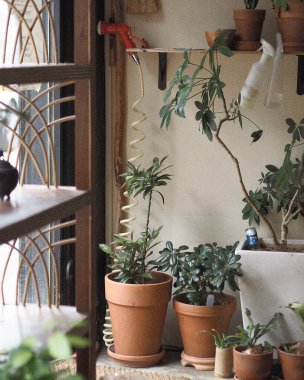 Bahçedeki güzel çiçekler