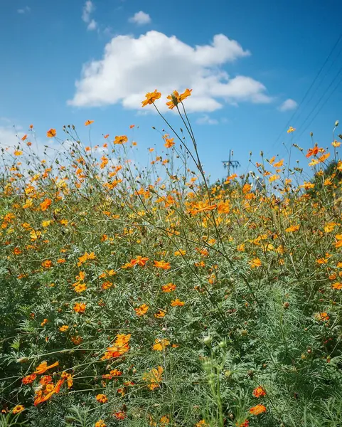 Tarladaki güzel çiçekler