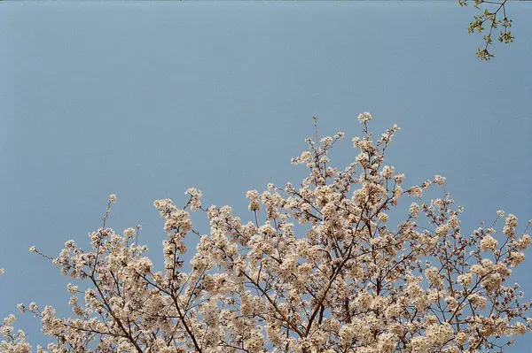 Güzel botanik fotoğrafı, doğal duvar kağıdı.
