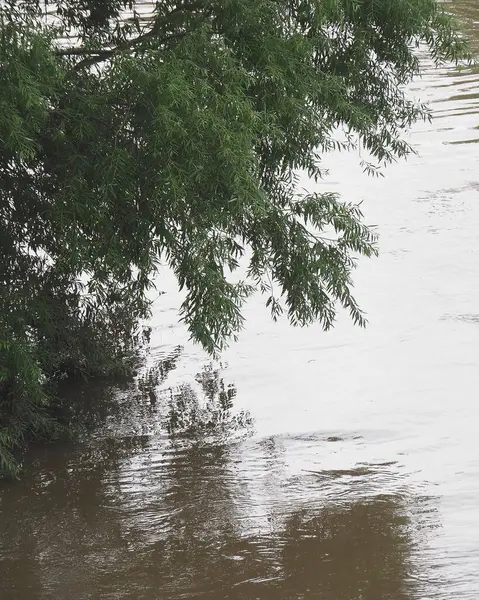 Ormanı sel basmış.