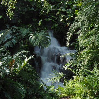 Ormandaki güzel tropik şelale