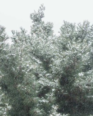 Karla kaplı ağaçlarla kaplı kış ormanı