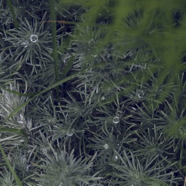 Ormanda çiy damlaları olan yeşil çimenler