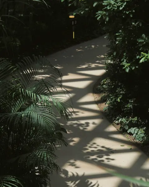 Bahçede yeşil yapraklar