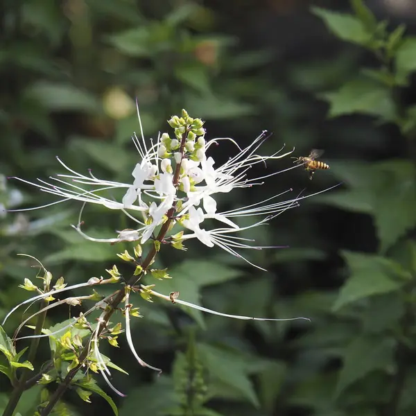 Bahçede beyaz çiçekler
