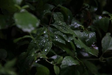 Doğa ve şehir manzarası 