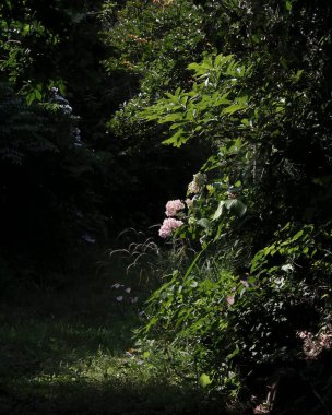 Doğa ve şehir manzarası 