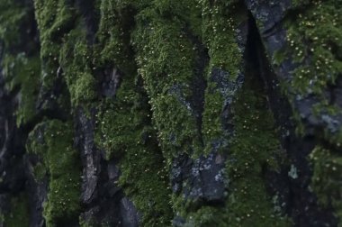 Doğa ve şehir manzarası 