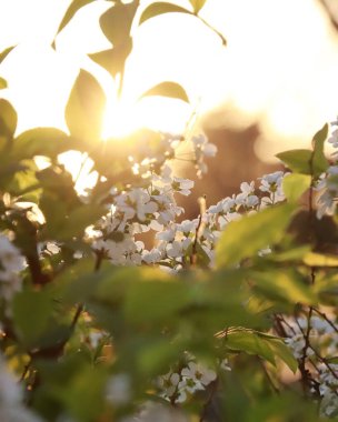 Doğa ve şehir manzarası 