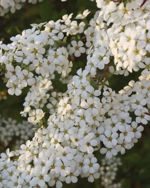 Doğa ve şehir manzarası 