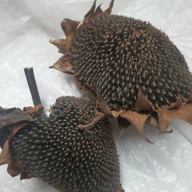 Doğa ve şehir manzarası 