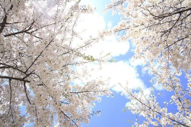 Doğa ve şehir manzarası 