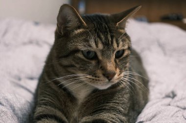 Doğa ve şehir manzarası 