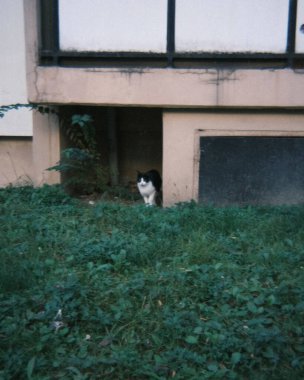 Doğa ve şehir manzarası 