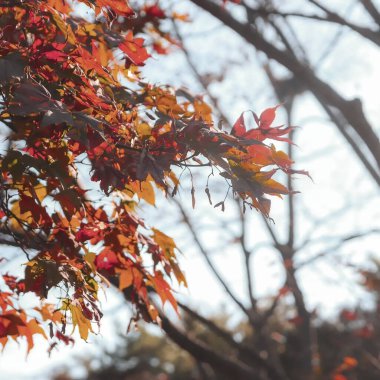 Doğa ve şehir manzarası 
