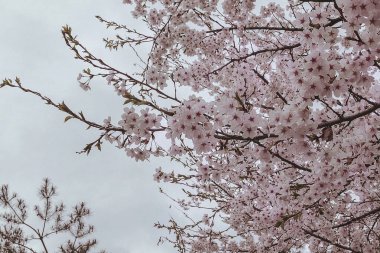 Doğa ve şehir manzarası 