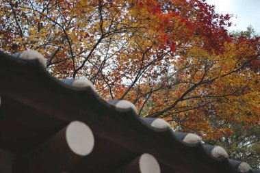 Doğa ve şehir manzarası 