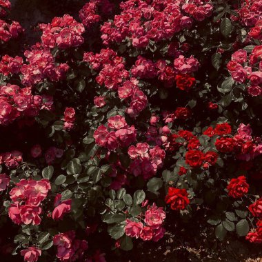 Doğa ve şehir manzarası 