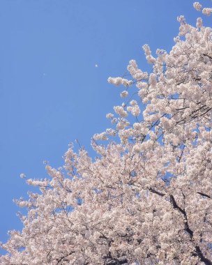 Doğa ve şehir manzarası 