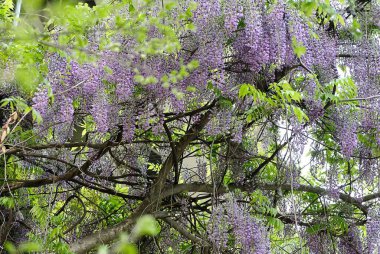 Doğa ve şehir manzarası 