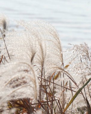Doğa ve şehir manzarası 