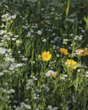 Doğa ve şehir manzarası 