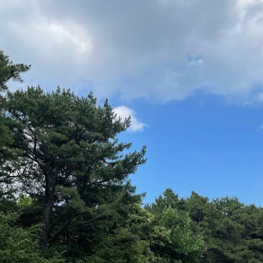 Doğa ve şehir manzarası 