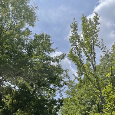 Doğa ve şehir manzarası 