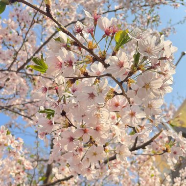 Doğa ve şehir manzarası 