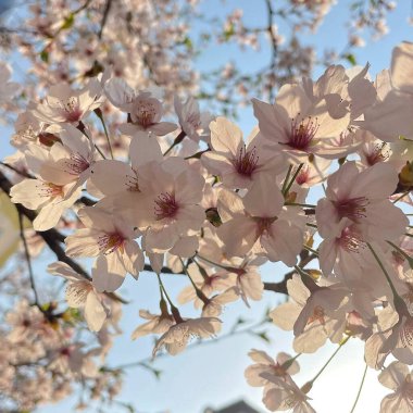 Doğa ve şehir manzarası 