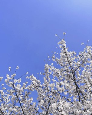 Doğa ve şehir manzarası 