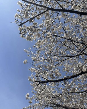 Doğa ve şehir manzarası 