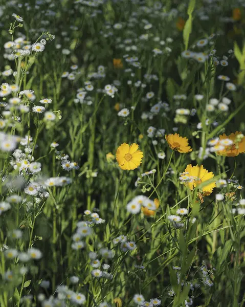 Doğa ve şehir manzarası 