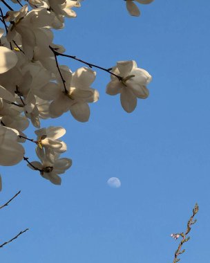 Doğa ve şehir manzarası 