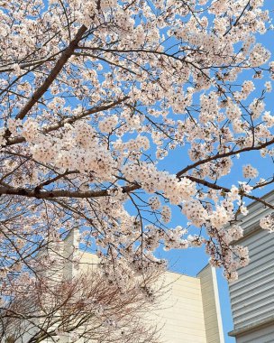 Doğa ve şehir manzarası 