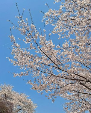 Doğa ve şehir manzarası 