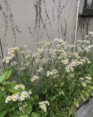 Doğa ve şehir manzarası 